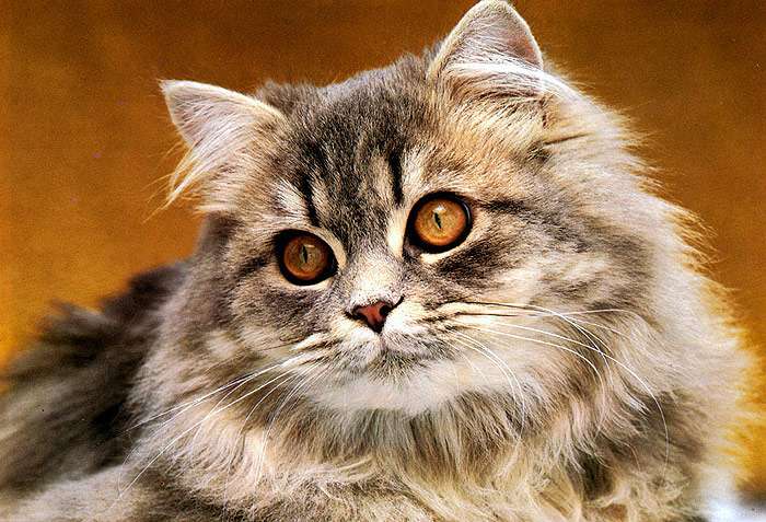 34789 кошка.jpg