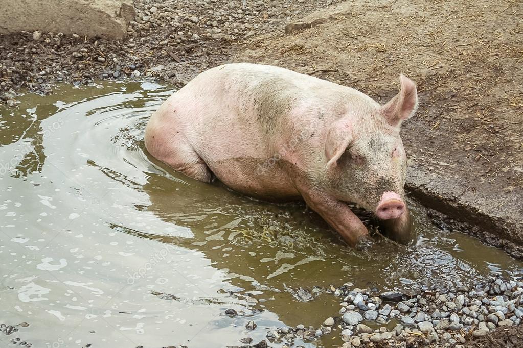 depositphotos_112055754-stock-photo-pig-lies-in-a-puddle.jpg