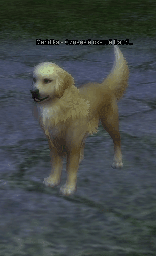 собакаББ.PNG