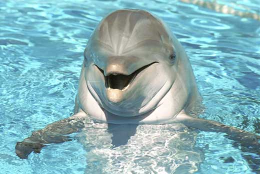 dolphin_1.jpg