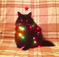 Ёлочка